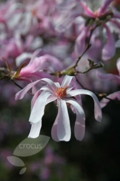 Magnolia × Loebneri 'Leonard Messel' -plant store pl0000004144 card6 lg