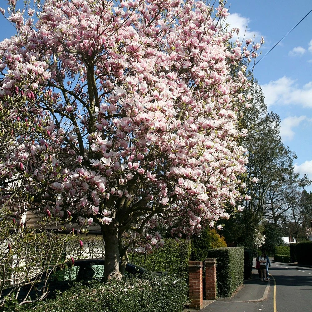 Magnolia × Soulangeana 4 Magnolia × Soulangeana - Image 2