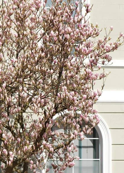 Magnolia × Soulangeana 5 Magnolia × Soulangeana - Image 3