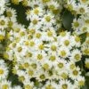 Olearia × Haastii -plant store pl0000004170