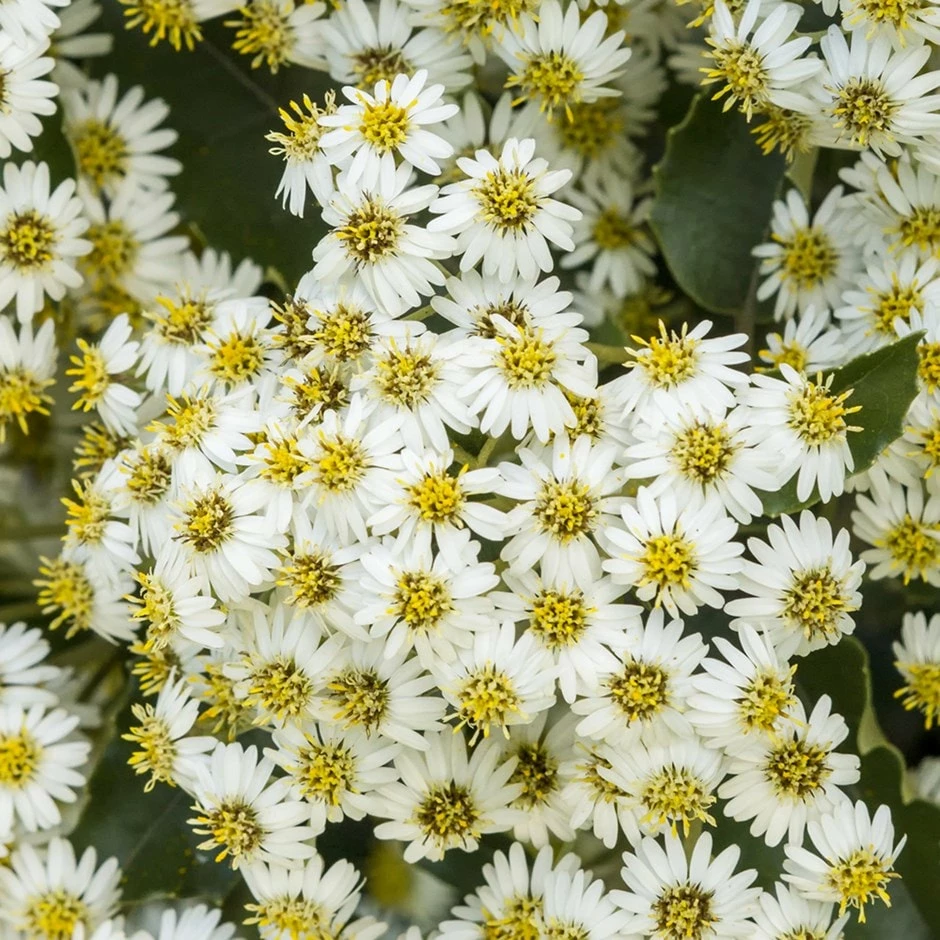 Olearia × Haastii 3 Olearia × Haastii