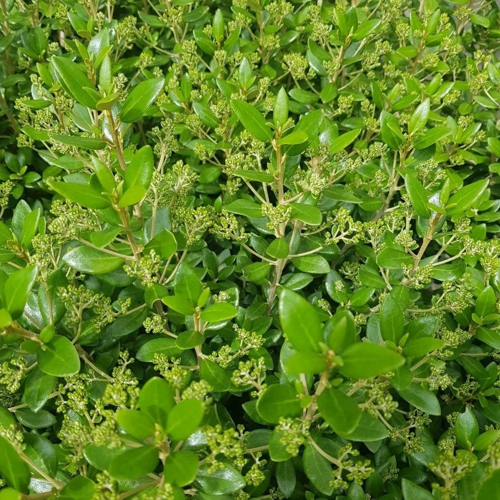 Olearia × Haastii 4 Olearia × Haastii - Image 2