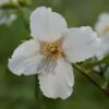 Philadelphus 'Belle Étoile' -plant store pl0000004184