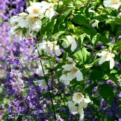 Philadelphus 'Belle Étoile' 9 Philadelphus 'Belle Étoile' -plant store pl0000004184 card3 lg