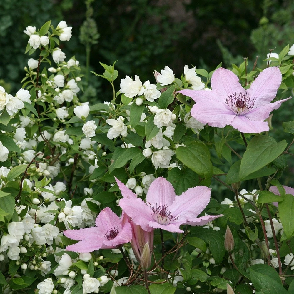 Philadelphus 'Manteau D'Hermine' 4 Philadelphus 'Manteau D'Hermine' - Image 2