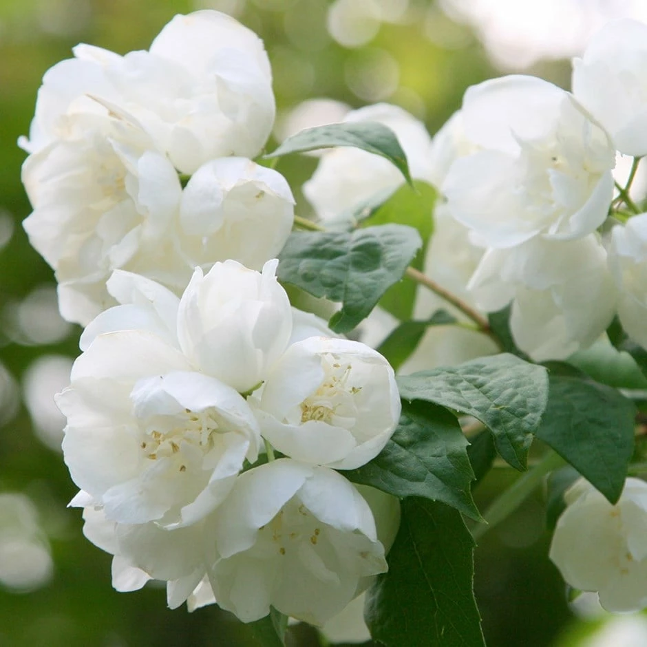 Philadelphus 'Virginal' 3 Philadelphus 'Virginal'
