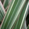 Phormium Cookianum Subsp. Hookeri 'Tricolor' 2 Phormium Cookianum Subsp. Hookeri 'Tricolor' -plant store pl0000004203