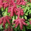 Pieris Japonica 'Valley Valentine' -plant store pl0000004244