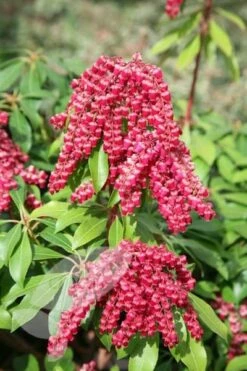 Pieris Japonica 'Valley Valentine' -plant store pl0000004244 card3 lg