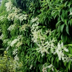 Pileostegia Viburnoides 6 Pileostegia Viburnoides -plant store pl0000004247 card2 lg