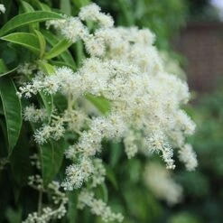 Pileostegia Viburnoides 7 Pileostegia Viburnoides -plant store pl0000004247 card3 lg