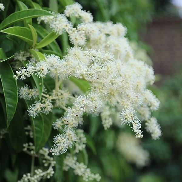 Pileostegia Viburnoides 5 Pileostegia Viburnoides - Image 3