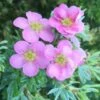 Potentilla Fruticosa 'Pink Beauty' (PBR) 1 Potentilla Fruticosa 'Pink Beauty' (PBR) -plant store pl0000004280