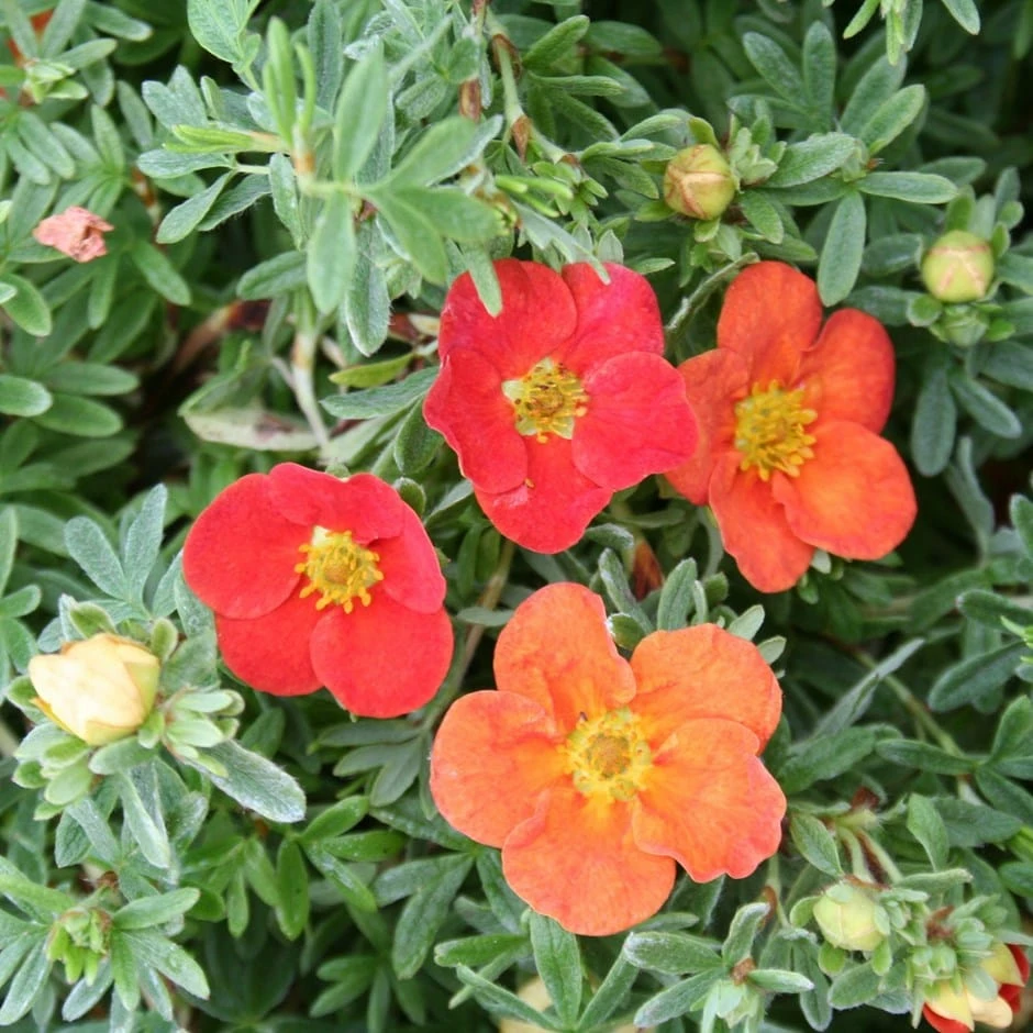 Potentilla Fruticosa Marian Red Robin ('Marrob') (PBR) 3 Potentilla Fruticosa Marian Red Robin ('Marrob') (PBR)