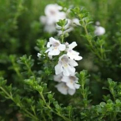 Prostanthera Cuneata