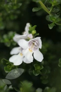Prostanthera Cuneata -plant store pl0000004294 card4 lg