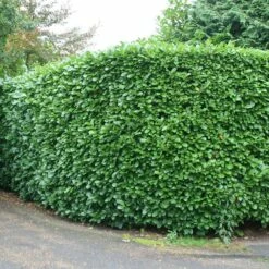 Prunus Laurocerasus 'Rotundifolia' -plant store pl0000004306 card4 lg