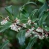 Sarcococca Hookeriana Var. Digyna -plant store pl0000004368