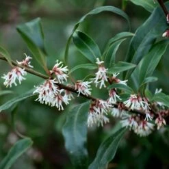 Sarcococca Hookeriana Var. Digyna