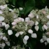 Schizophragma Hydrangeoides -plant store pl0000004374