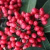 Skimmia Japonica Subsp. Reevesiana (hermaphrodite) -plant store pl0000004389