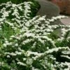 Spiraea Nipponica 'Snowmound' 2 Spiraea Nipponica 'Snowmound' -plant store pl0000004408
