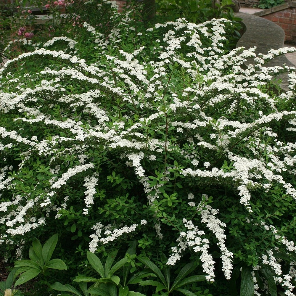 Spiraea Nipponica 'Snowmound' 4 Spiraea Nipponica 'Snowmound' - Image 2