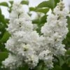 Syringa Vulgaris 'Madame Lemoine' -plant store pl0000004449