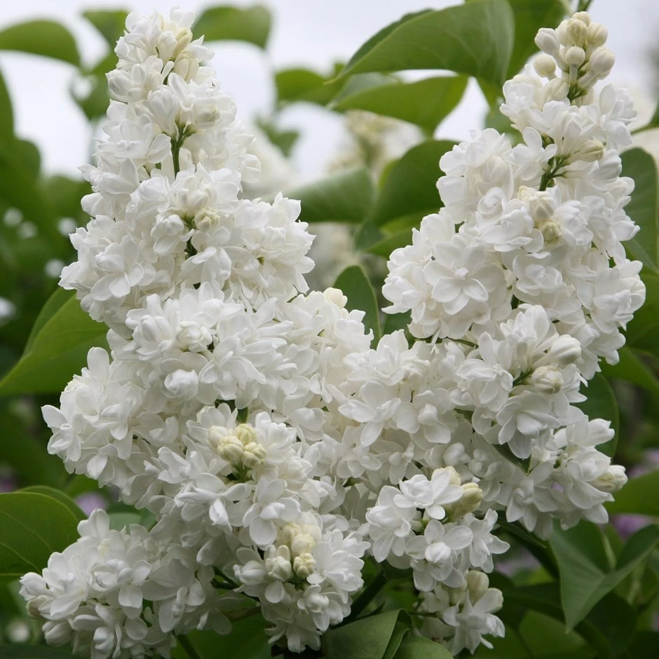 Syringa Vulgaris 'Madame Lemoine' 3 Syringa Vulgaris 'Madame Lemoine'