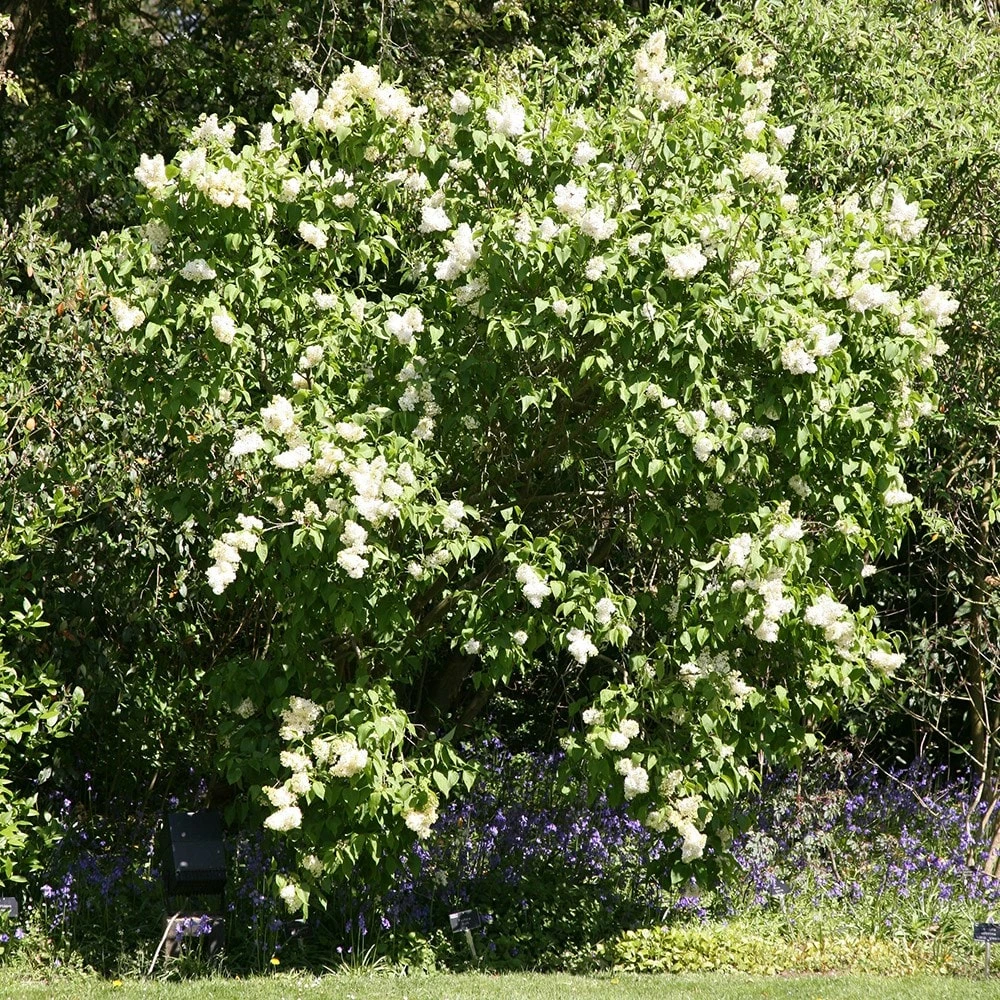 Syringa Vulgaris 'Madame Lemoine' 4 Syringa Vulgaris 'Madame Lemoine' - Image 2