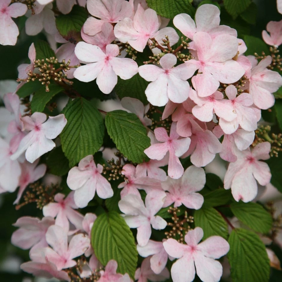Viburnum Plicatum F. Tomentosum 'Pink Beauty' 3 Viburnum Plicatum F. Tomentosum 'Pink Beauty'