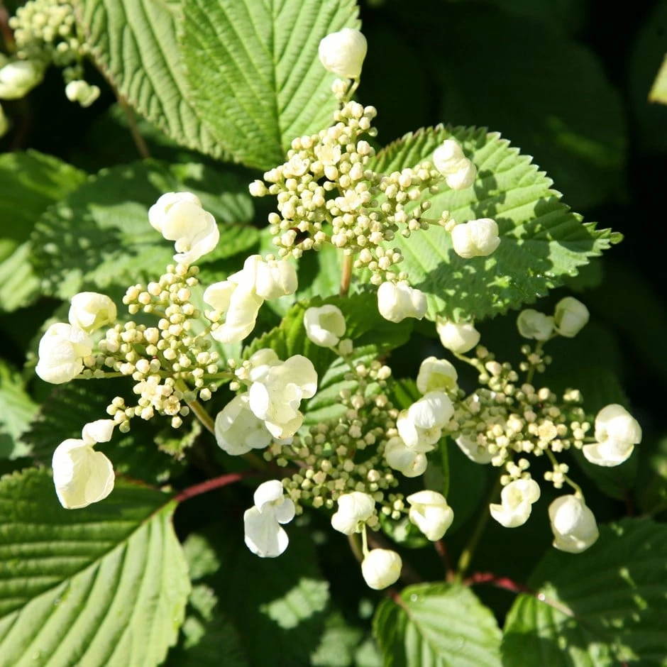 Viburnum Plicatum F. Tomentosum 'Mariesii' 3 Viburnum Plicatum F. Tomentosum 'Mariesii'