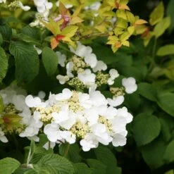 Viburnum Plicatum F. Tomentosum 'Mariesii' 8 Viburnum Plicatum F. Tomentosum 'Mariesii' -plant store pl0000004476 card4 lg