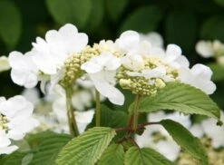 Viburnum Plicatum F. Tomentosum 'Mariesii' 9 Viburnum Plicatum F. Tomentosum 'Mariesii' -plant store pl0000004476 card5 lg