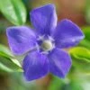 Vinca Major -plant store pl0000004503