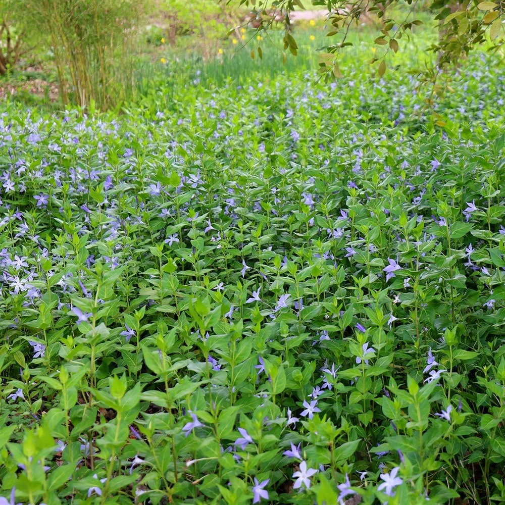 Vinca Major 4 Vinca Major - Image 2