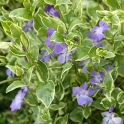 Vinca Major 'Variegata' -plant store pl0000004506 card3 lg