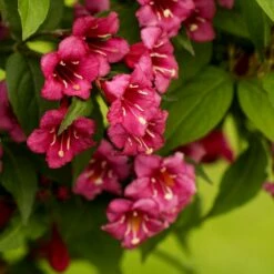 Weigela 'Bristol Ruby'