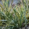 Yucca Filamentosa 'Bright Edge' -plant store pl0000004538