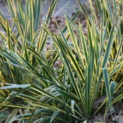 Yucca Filamentosa 'Bright Edge'
