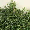 Muehlenbeckia Complexa -plant store pl0000004876