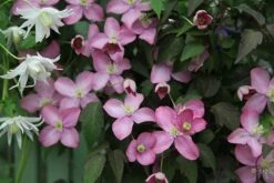 Clematis 'Freda' 5 Clematis 'Freda' -plant store pl0000007059 card2 lg