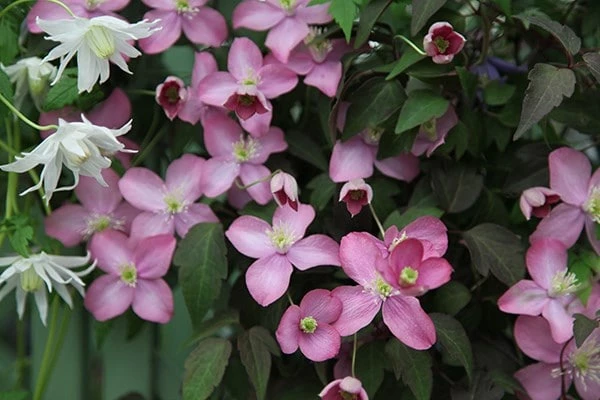 Clematis 'Freda' 4 Clematis 'Freda' - Image 2