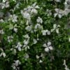 Clematis 'Alba Luxurians' 2 Clematis 'Alba Luxurians' -plant store pl0000007066