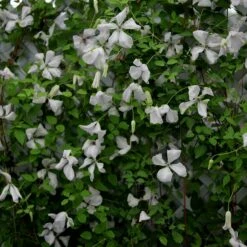 Clematis 'Alba Luxurians'