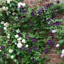 Clematis 'Polish Spirit' -plant store pl0000007068 card3 lg