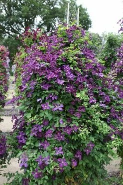 Clematis 'Polish Spirit' -plant store pl0000007068 card4 lg