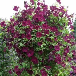 Clematis 'Royal Velours'