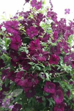 Clematis 'Royal Velours' -plant store pl0000007069 card4 lg