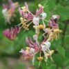 Lonicera × Americana -plant store pl0000007085